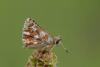 Spialia sertorius